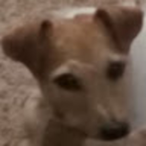 Meet your Posher, Brittany - Picture 4 of 4